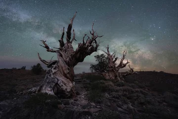 Gardinen Milky Way Galaxy behind a creepy ancient bristlecone pine trees © Michael
