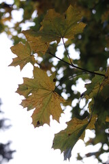 maple leaves