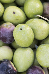 Olives of the Gordal variety are large fruits and green or reddish black color with a very pleasant taste to eat as a tapa