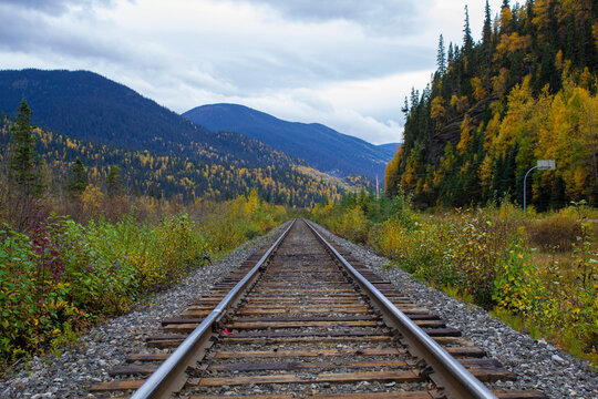 Autumn Pine Pass Railway Tracks