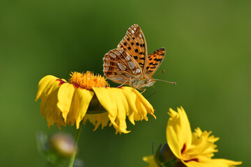 A queen of Spain fritillary sitting on a yellow coreopsis flower.