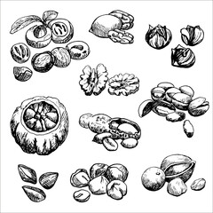 Nuts set graphics sketch. Collection elements black and white . Hand drawn . Walnut, nutmeg, chestnut, brazilian nut,  pistachio, hazelnut, macadamia, pecans,peanut 