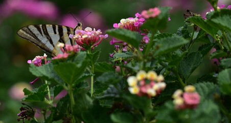 butterfly on flowers in garden macro