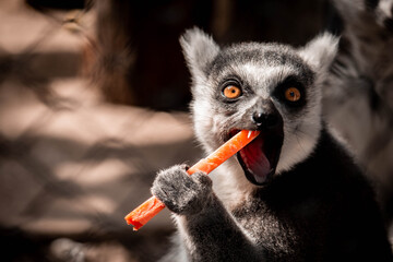 lemur is eating carrot in the cage © Artur Kiselev