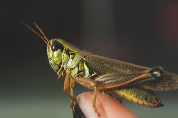 colorful Mexican grasshopper details