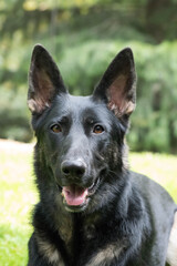 Female German Shepherd - 2.5 years old 