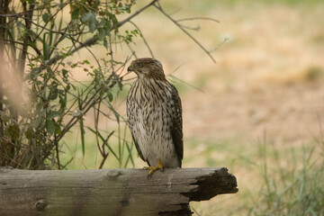 Immature Cooper's Hawk on tree trunk. 
