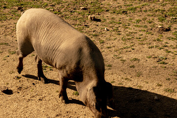 Iberian acorn-fed pig grazing in the mountains, in the natural park of Cardeña Andalucía, where the best Iberian acorn-fed black label pigs are raised.
