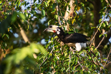 Great hornbill enjoy eating Banyan tree fruit in the forest