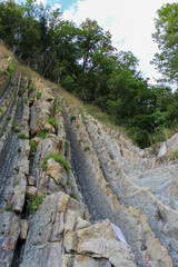 pines on stones by the sea, shore with trees