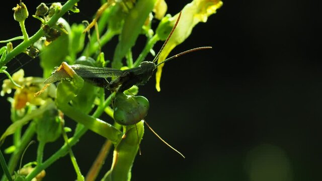 Europ&auml;ische Gottesanbeterin (Mantis religiosa)