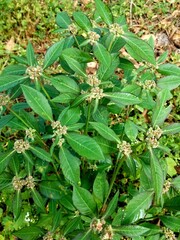 Green leaves  and some  dew over leaf