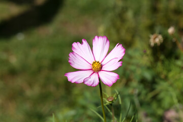 Obraz premium Flowers - Cosmos flowers blooming in the garden