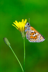 Macro Photography of Moth on Twig of Plant.