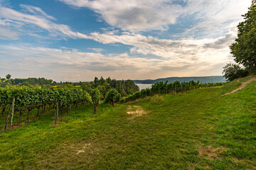Hiking path through the beautiful vineyards on Lake Constance near Uberlingen