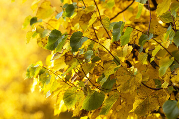 фbackground image of yellowing autumn foliage