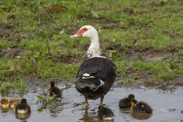 Ente mit Küken im Wasser