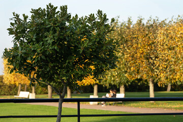 Laurel tree on the background of an autumn Park