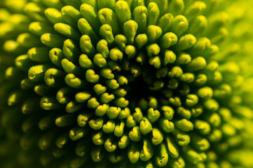 Green chrysanthemums close - up on a blurry background. Floral bright autumn background. Macrophotography of autumn flowers in selective focus.