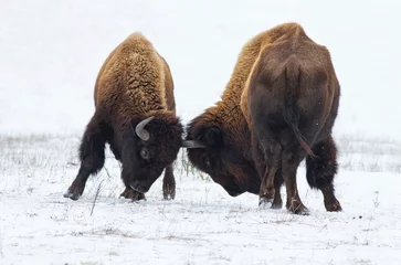 Papier Peint photo Lavable Bison Deux énormes bisons américains combats dans la neige.