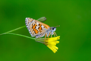 Macro Photography of Moth on Twig of Plant.