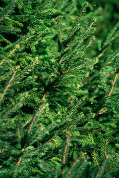 vertical background image of fresh spruce branches in close-up