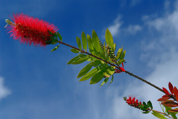 Red Bottle brush flower against a blue sky