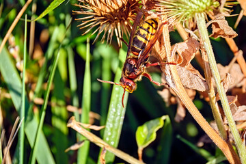 Hornisse ( Vespa crabro ).