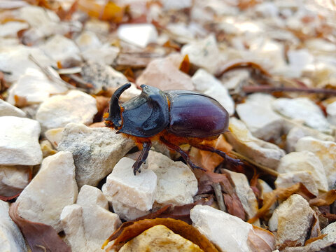 Escarabajo rinoceronte sobre piedras blancas