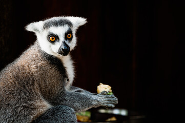 Portrait d'un lémurien maki catta