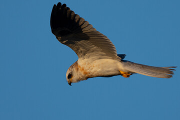 Close-up of a juvenile white-tailed kite flying in the wild, seen in beautiful light in North California 