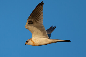 Close-up of a juvenile white-tailed kite flying in the wild, seen in beautiful light in North California 