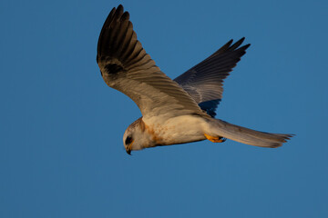 Close-up of a juvenile white-tailed kite flying in the wild, seen in beautiful light in North California 