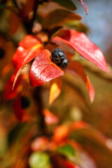 Juicy multicolored autumn bush leaves with bunches of berries in the rays of the autumn sun