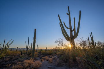 Sunset sunburst behind a large Saguaro cactus in Arizona