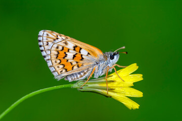 Macro Photography of Moth on Twig of Plant.