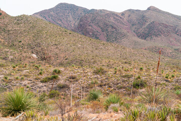 Desert Mountains in the Southwest with Cactus and other Shrubs