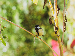 (Parus major) Mésange charbonnière posée sur une branche avec une graine de tournesol dans le bec