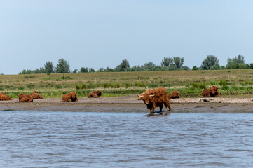 Highland cows resting in the midday sun by the water