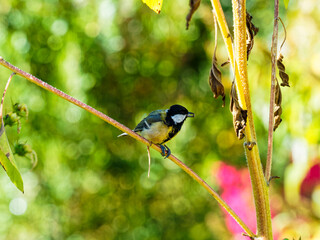 (Parus major) Mésange charbonnière posée sur une branche avec une graine de tournesol dans le bec