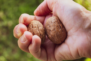 Fototapeta premium Cracking walnuts with one hand