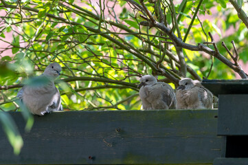 Two baby pigeons with mom resting in a garden in the Netherlands