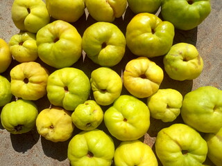 yellow quince fruits,harvest time