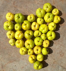 yellow quince fruits,harvest time