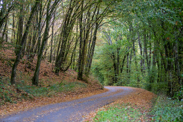road in autumn forest in Luxembourg