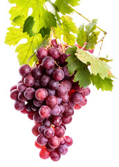 Fototapeta premium bunch of pink grapes with green leaves on a white background. isolate