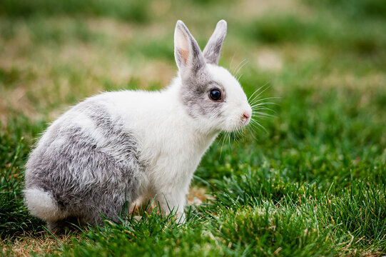 1 570 Best Lapin Blanc Images Stock Photos Vectors Adobe Stock 1 570 Best Lapin Blanc Images Stock Photos Vectors Adobe Stock