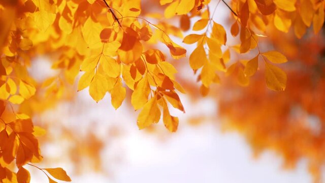 Red and yellow autumn tree leaves over light sky background. Slow motion, 4K UHD.