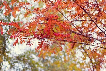 autumn leaves on a tree