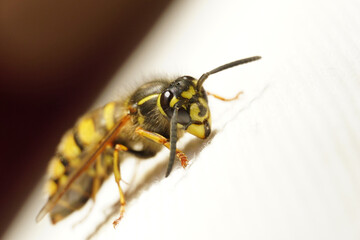Wespe auf weißen Stoff